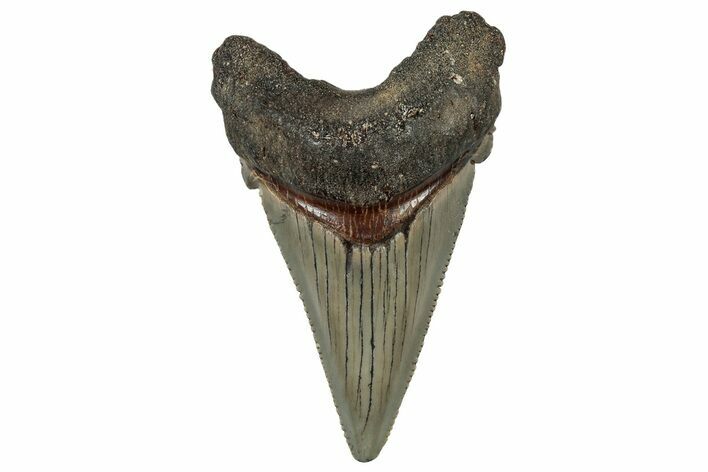 Serrated Angustidens Tooth - Megalodon Ancestor #302047